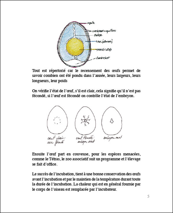 05_oeuf_couveuse_reportage_tetras