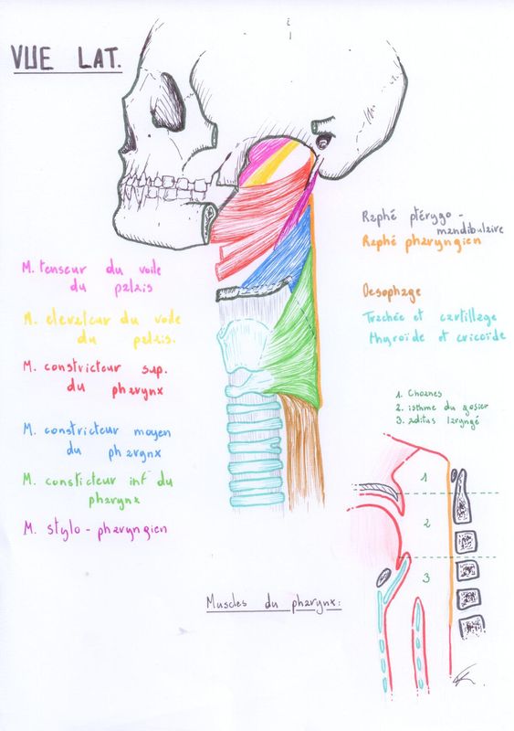 Muscles Du Cou Schémas Danatomie Kiné