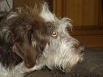 Fanny (Type Korthal) 31279244_p