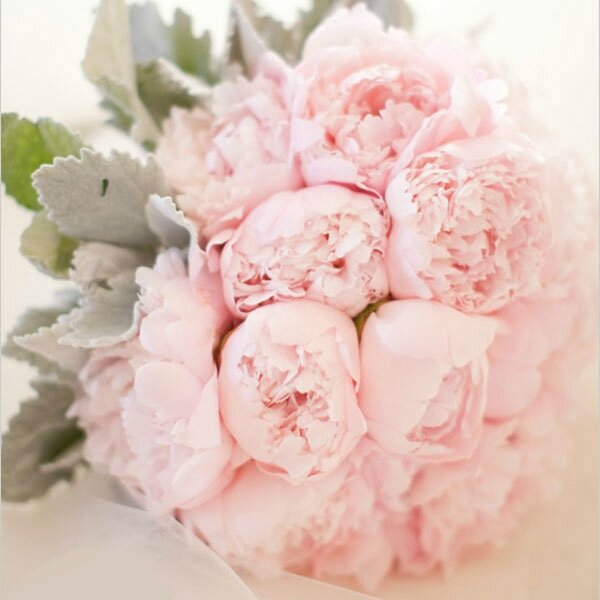 pivoines