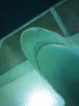 Seaquarium_requin_