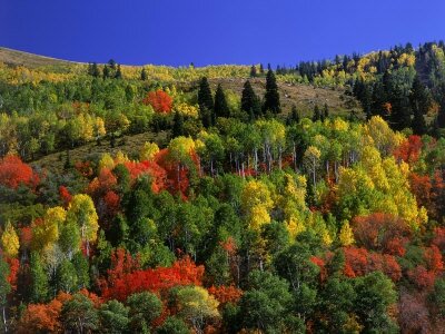 richard-stockton-trees-with-fall-foliage