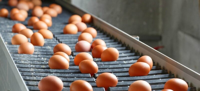 Oeufs contaminés : le scandale continue Oeufs