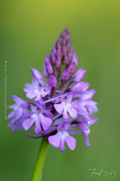 IMG_2301-signée