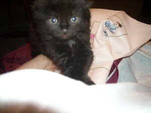 Photo_035