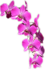 Mes orchidées