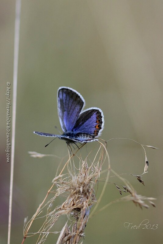 IMG_2364-signée