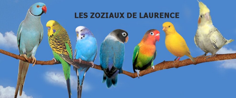 les zoziaux de laurence