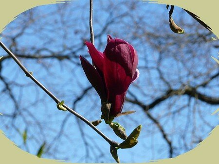 suspension_magnolia_02