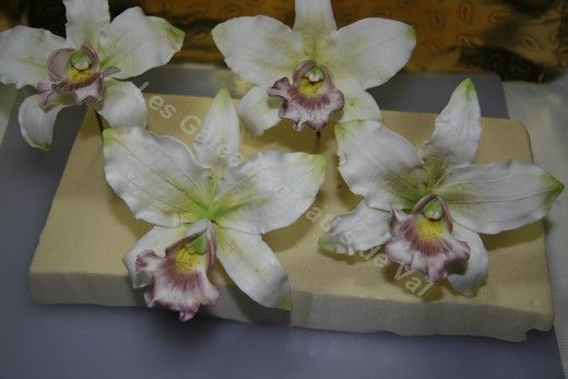 orchidée 57297683