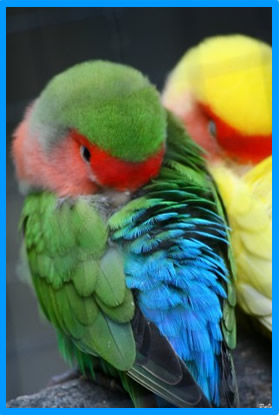 inseparables