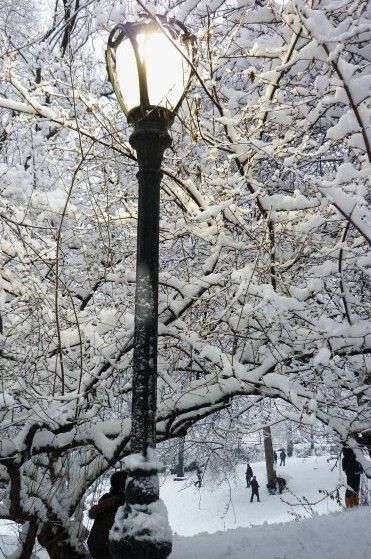 central_park_3_fev_10