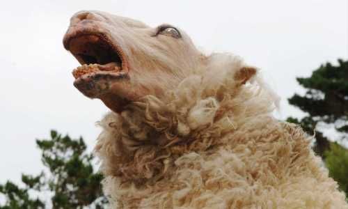 Black Sheep