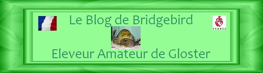 le blog de bridgebird