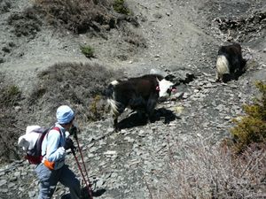 Trek Annapurna FZ1 - 0301