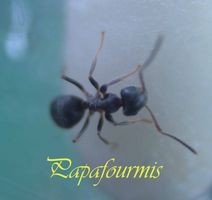 le blog de papa fourmis
