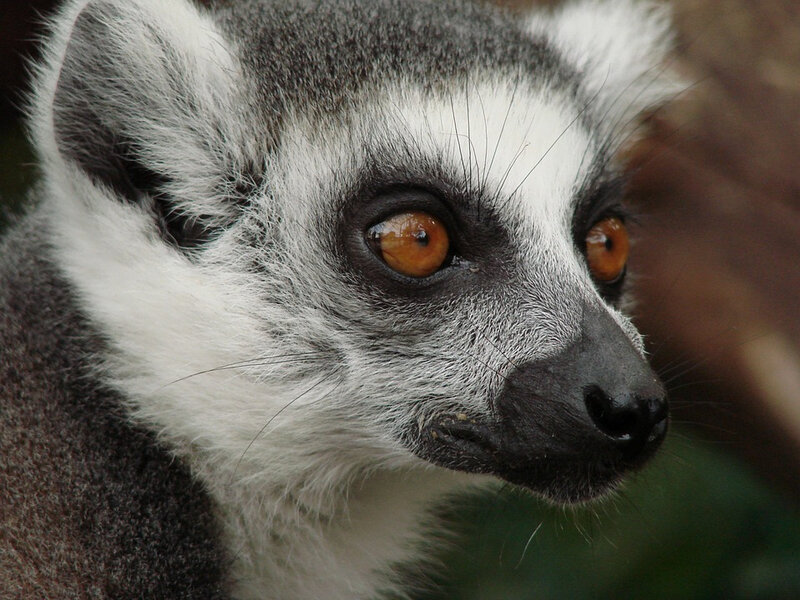 lemur-108450_960_720