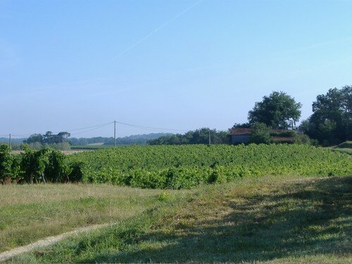 Champ de vignes