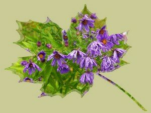 ASTER_01