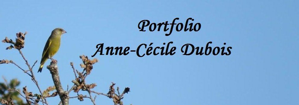 Portfolio d'Anne-Cécile Dubois