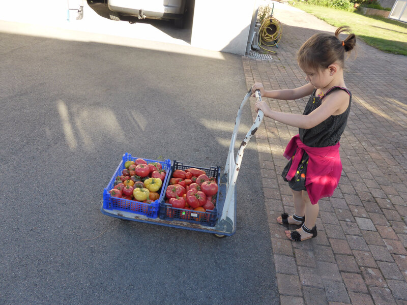 22-tomates, haricots, concombres, (3)