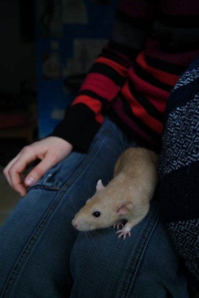 Bonsoir, petite présentation de moi même et de mes deux petite rattes. 49520167