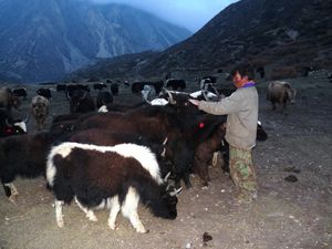 Trek_Annapurna_FZ28___0862