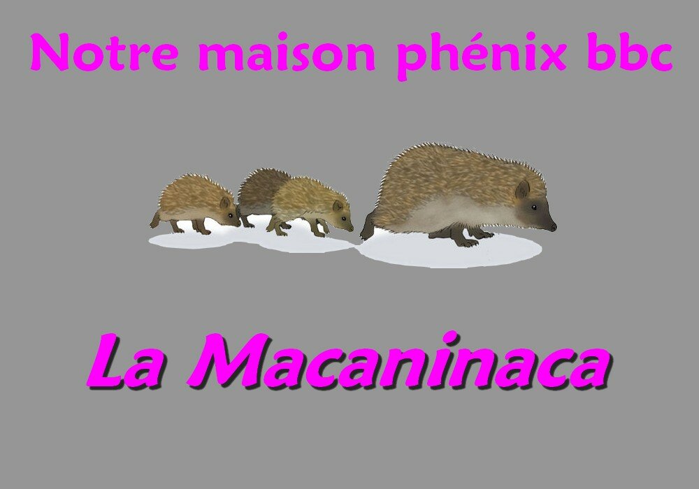 Maison Phenix bbc Macaninaca