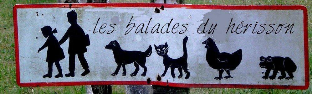 ♥*♥  Les balades du hérisson ♥*♥