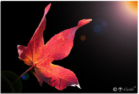 feuille_055984b