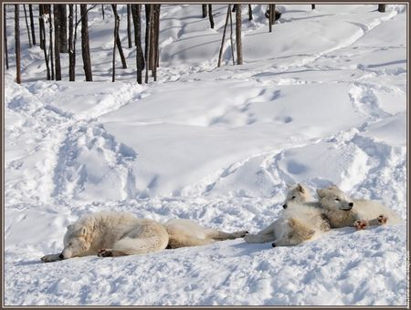 loupsblancs