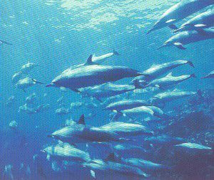 groupedauphin