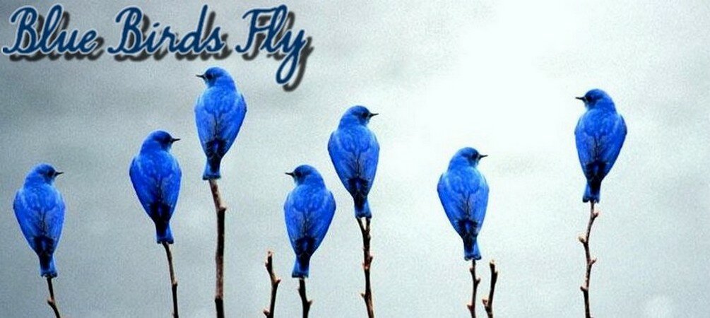 Blue Birds Fly