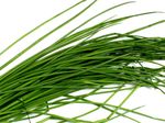 ciboulette_small
