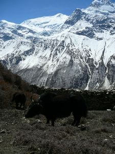 Trek Annapurna FZ1 - 0303