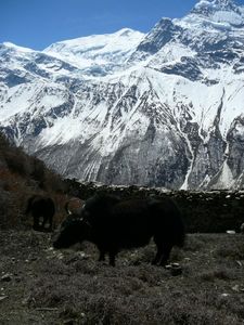 Trek Annapurna FZ1 - 0303