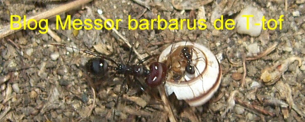 Messor barbarus de T-tof