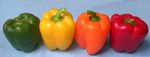 pimiento
