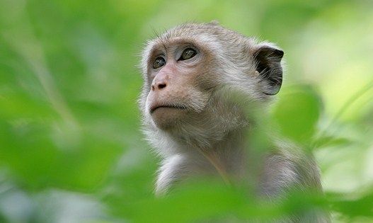 monkey2