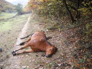 CHEVAL