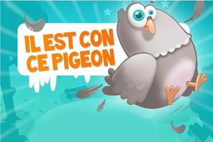 con-pigeon-pigeon-stupide-web-dispo-gratuitem-L-yoxslL