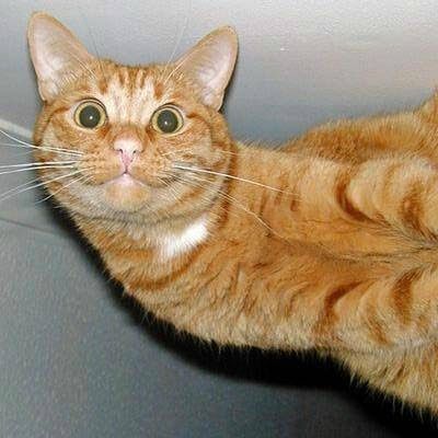 Forum Image: http://storage.canalblog.com/39/26/783342/74346044.jpeg