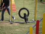 ULYSSE en Agility 70756861_p