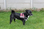 Ulysse (petit croisé) 71877123_p