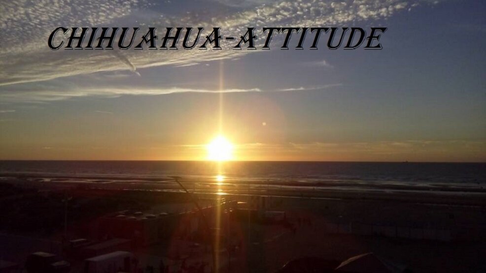 Chihuahua-Attitude