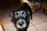 Ulysse (petit croisé) 71876083_p