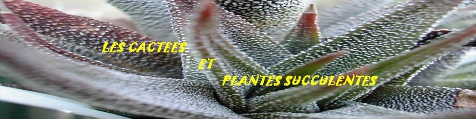 les cactées et plantes succulentes, google-site-verification: googlead902c74837eea4a.html