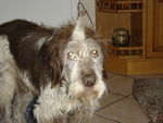 Fanny (Type Korthal) 29621755_p