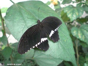 Papilio_polytes_2