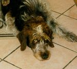 Fanny (Type Korthal) 31279219_p